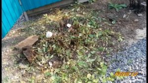расчистка участка как избавится от кустарников и пней