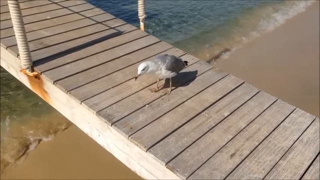 COTE DAZUR 2014 (Short Version By OV)