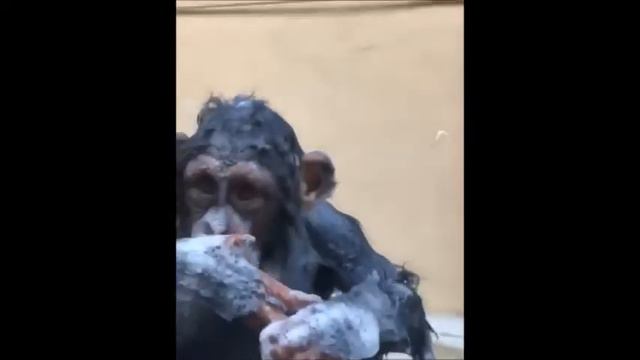 КОТЫ/ПРИКОЛЬНЫЕ ЖИВОТНЫЕ 2019/ОЧЕНЬ СМЕШНО/ПОПРОБУЙ НЕ ЗАСМЕЯТЬСЯ смотреть онлайн