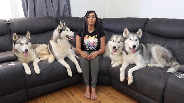 HOW MY 4 SIBERIAN HUSKIES REACT TO THE WORD TREATS | CUTE AND FUNNY REACTION! смотреть онлайн