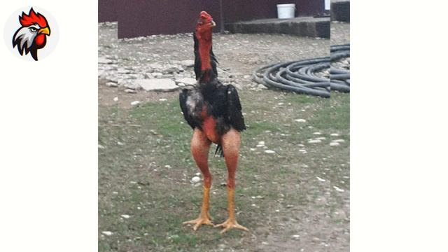 SHAMO XO'ROZLAR | SHAMO ROOSTERS | ШАМО ПЕТУХИ смотреть онлайн