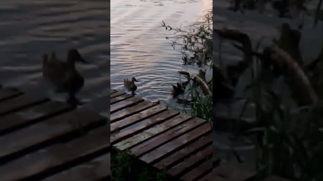 Дмитриевка, дача друзей 2020 г смотреть онлайн