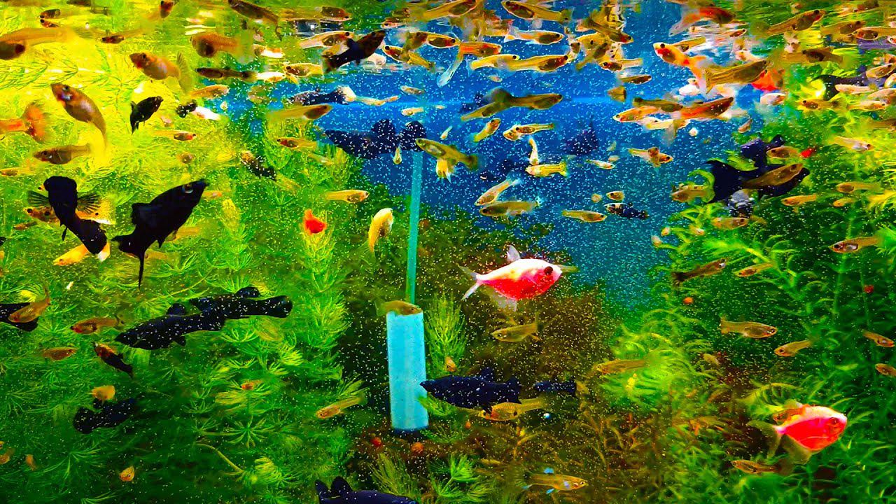 Кормление аквариумных рыбок самым лучшим кормом! смотреть онлайн