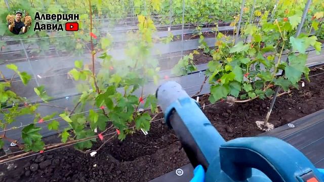 Вторая важная профилактическая обработка винограда! смотреть онлайн