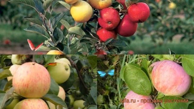 Яблоня обыкновенная Орловим - Юбиляр (malus) ? обзор: как сажать, саженцы яблони Орловим - Юбиляр смотреть онлайн