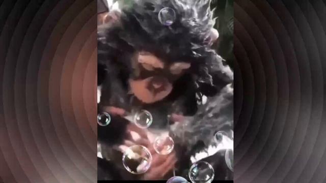 Дочь пойдем мыться..Смешная озвучка смотреть онлайн