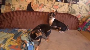 собачки играют