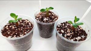 Пикировка и уход за сеянцами адениума