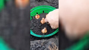 Посадка тюльпанов в корзинки #луковицытюльпанов #тюльпан #нашадача #самаяудачнаядача