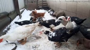 СКОЛЬКО ИНДОУТОК ОСТАВЛЯТЬ НА 1 СЕЛЕЗНЯ?//СЕМЬИ МУСКУСНЫХ УТОК//