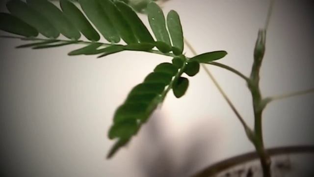 Mysterious Sensitive Plant (Mimosa Pudica)