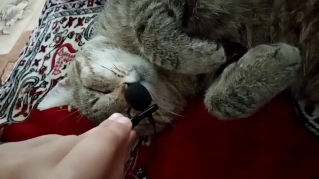 Шуруп мурлыкает через микрофон смотреть онлайн