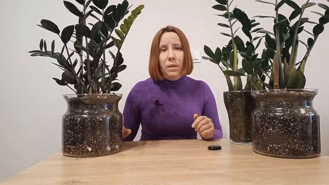 Как ЗАСТАВИТЬ замиокулькас растить МНОГО новых ЛИСТЬЕВ.? смотреть онлайн