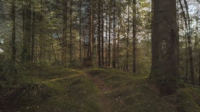 Composition In Forest Photography #Woodlandphotography #Woodland #Composition