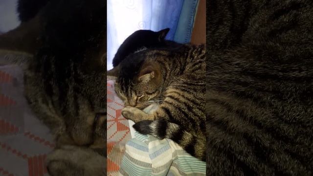 СЭМИК И МАША) смотреть онлайн