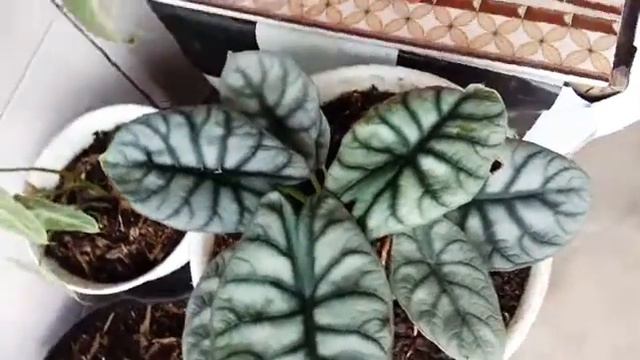 Alocasia silver dragon смотреть онлайн