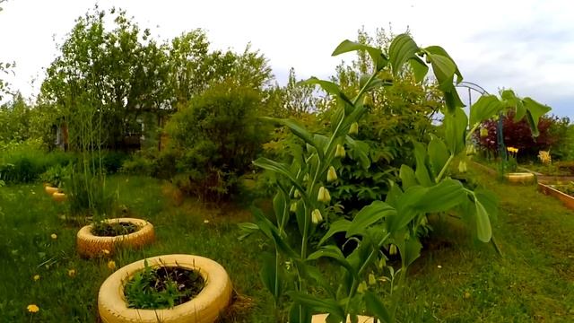 VLOG | Ночую на даче! | 05.06.2020 год - 06.06.2020 год - 07.06.2020 год смотреть онлайн