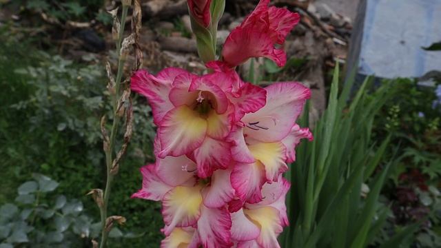 Hablemos del Gladiolus Priscilla - Gladiolo - Gladiola смотреть онлайн