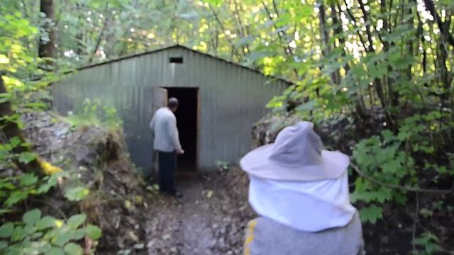 Пасека, пчёлы и мёд -- Лиза Коробкова смотреть онлайн