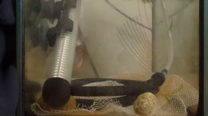 нерест барбусов суматранских №2.