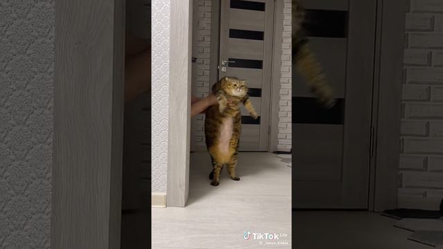 Кот танцует смотреть онлайн