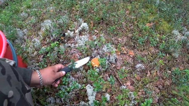 НА РЕКЕ НЕ БЫЛ НЕДЕЛЮ - ДЕПРЕСНЯК! ОСТАВИЛ ДОНКИ В НОЧЬ, ЧТО С НИМИ СТАЛО!? ВЕЧЕР, А Я ГРИБЫ СОБИРА смотреть онлайн