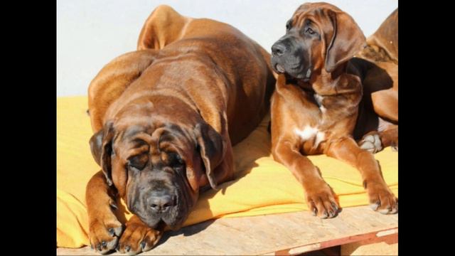 Японский мастиф (Тоса-ину) смотреть онлайн