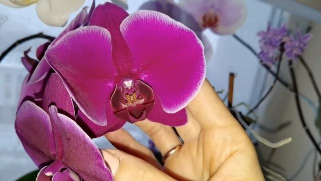 ОКНО С ОРХИДЕЯМИ. Монпелье, Пират пикоти, Прети романс, Эквестрис гразз, Жемчужина Императора... смотреть онлайн