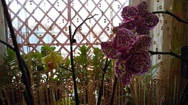 Правила ухода за цветоносами Орхидей! смотреть онлайн