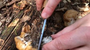 Строчки наизнанку. Как распознать съедобные грибы