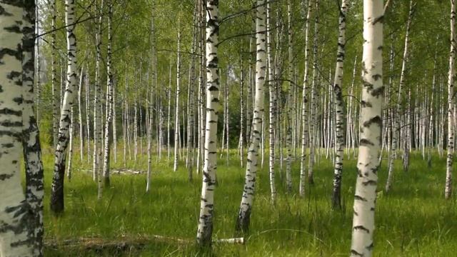 СВОЯ БЕРЕЗОВАЯ РОЩА | ГЕКТАР У ПАПЫ И У ДОЧКИ | СОБСТВЕННИК ПРОЕКТА | ОТ СОХИ ДО СОХИ смотреть онлайн