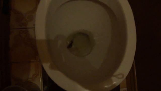 Как поймать и гуманно утилизировать мышь смотреть онлайн