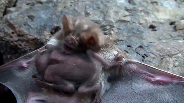 10 Страшных животных-вампиров, о которых нужно знать смотреть онлайн