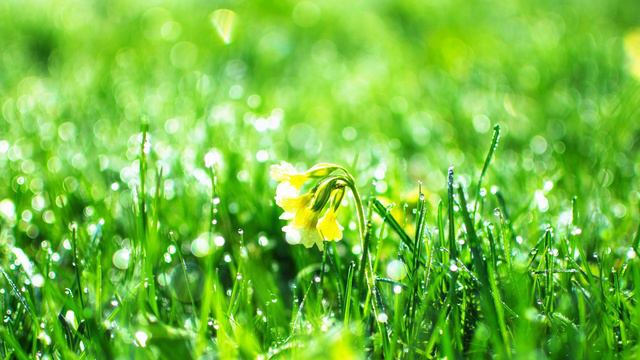 Весна. Русская поэзия 21 века. Автор Ирина Ефанова. смотреть онлайн