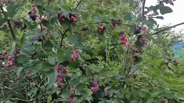 Домашний йогурт за 5 минут! #рек #топ #йогурт #готовимдома #хочуврек #еда #правильноепитание смотреть онлайн