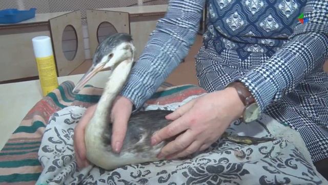 Две спасенные птицы нуждаются в помощи лесничан смотреть онлайн