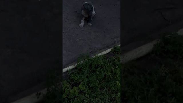 Маленькие щеночки амстафф 40 й день. 0733074842 Добро пожаловать в Pit Bull club смотреть онлайн
