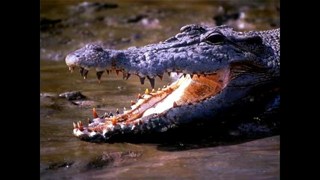 10 опасных животных для человека!