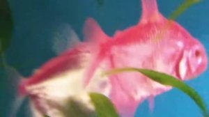 Больная тернеция.Что это?