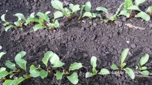 185. Посев свеклы без ошибок