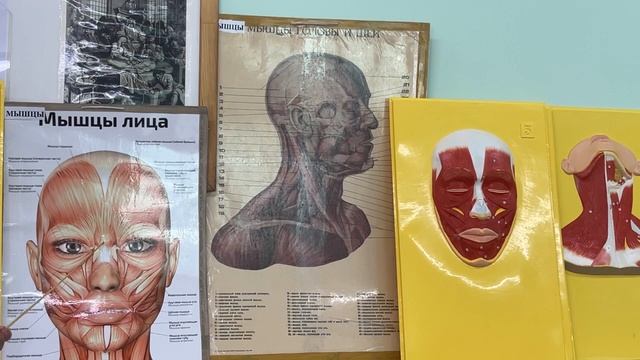 Видеолекция "Мышцы головы" смотреть онлайн