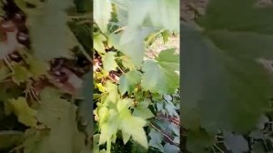 Черная смородина Гулливер. Ферма «Омская Ягода»
