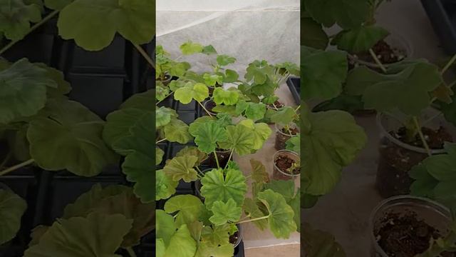🌱ЧЕРЕНКИ ПЕЛАРГОНИЙ #2 ("Тульские "Пряничные" пеларгонии)🌸 смотреть онлайн