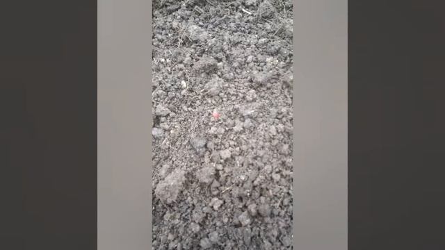 Посадка пионов осенью смотреть онлайн