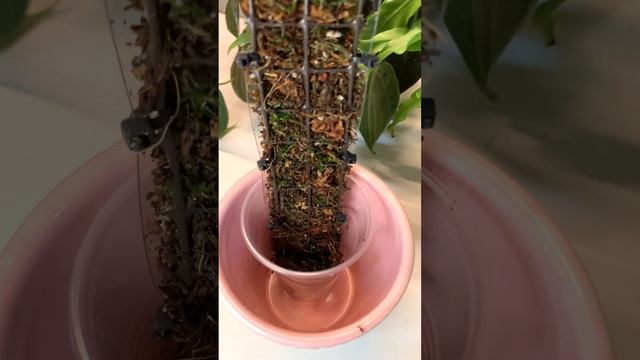 Филодендрон Mагическая Маска Philodendron Magic Mask смотреть онлайн