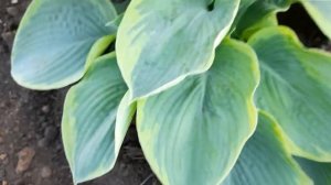 #хоста #формакуста/Куполообразная и вазообразная формы куста у хост. Фрэнсис Вильямс. Регал Сплендо