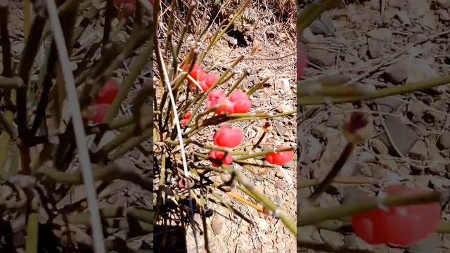 эфедра #лекарственныерастения #природа #nature