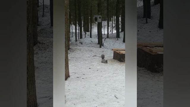 Жизнь белок зимой смотреть онлайн