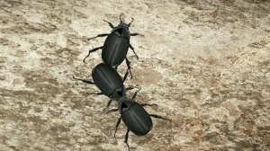 Видео для котов жуки бегает по экрану телефона