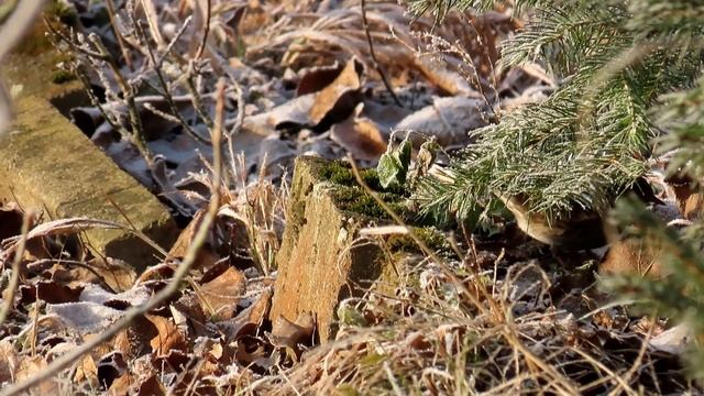 1614. Pěvuška modrá, Dunnock, Heckenbraunelle, Heggenmus, Лесная завирушка, Płochacz pokrzywnica смотреть онлайн